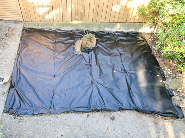 weeded overgrown garden with landscaping fabric