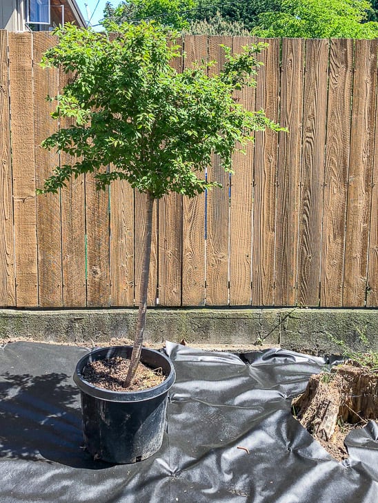 Little Twist Fuji Cherry tree in newly cleared garden