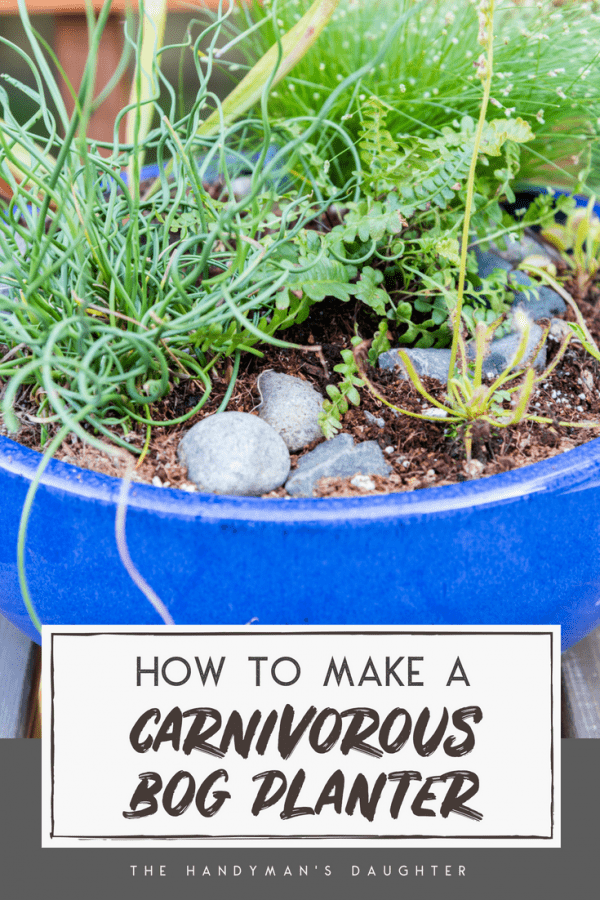 how to make a carnivorous bog planter garden