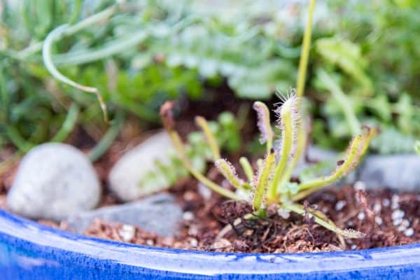 Sundew in carnivorous bog planter garden