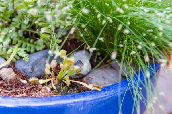 grasses and ferns with Venus Fly Trap in carnivorous bog planter garden