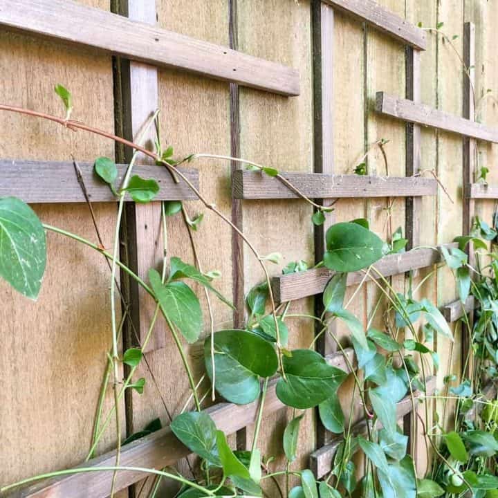 close up view of vines on clematis trellis