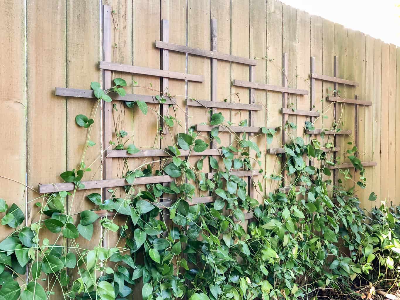 clematis trellis with vines growing on fence