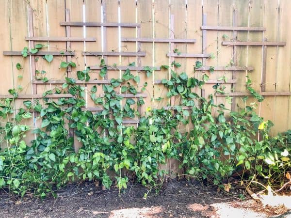 Add A Clematis Trellis To Your Boring Flat Fence The