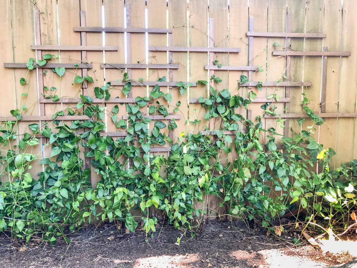 DIY clematis trellis with vines