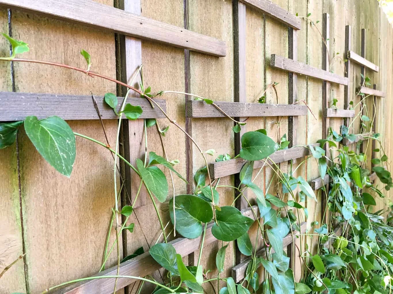 close up view of clematis trellis on fence