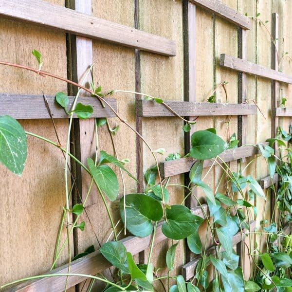 Add A Clematis Trellis To Your Boring Flat Fence The Handyman S Fence Covered With Clematis Trellis And Vines