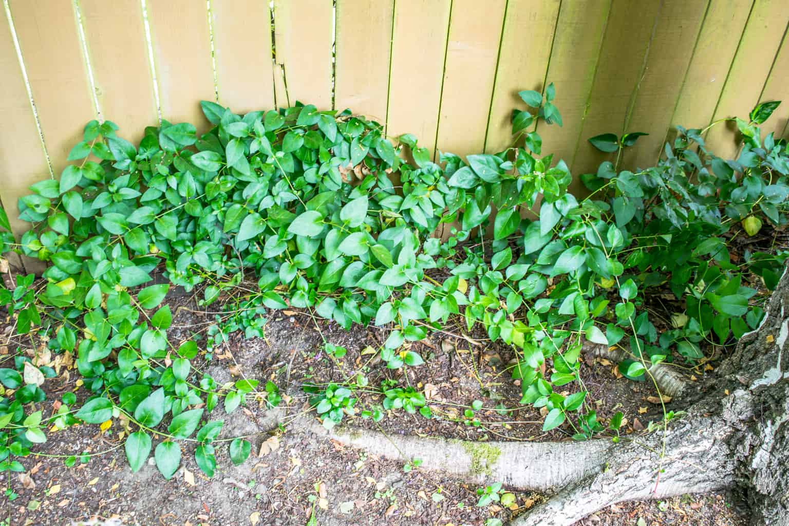 clematis vines in pile on ground