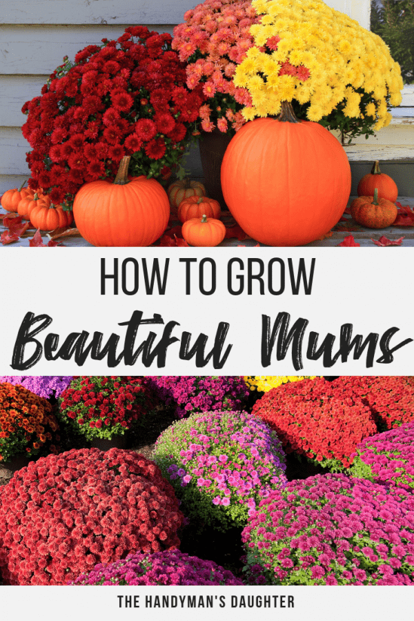 How to Grow Beautiful Fall Mums