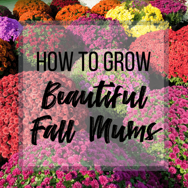 various colors of fall mums with text overlay reading "How to Grow Beautiful Fall Mums"