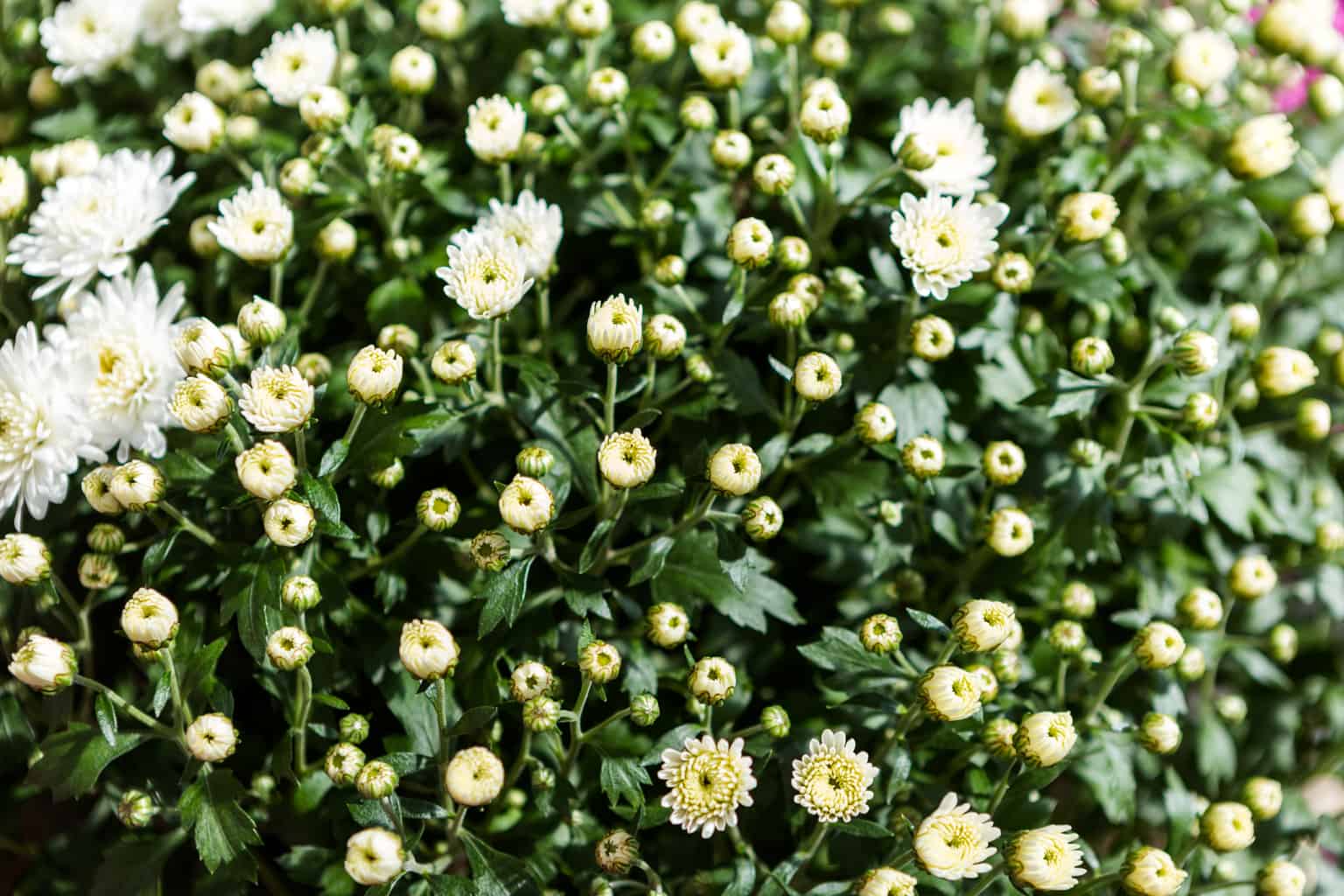 fall mums with flowers tightly closed