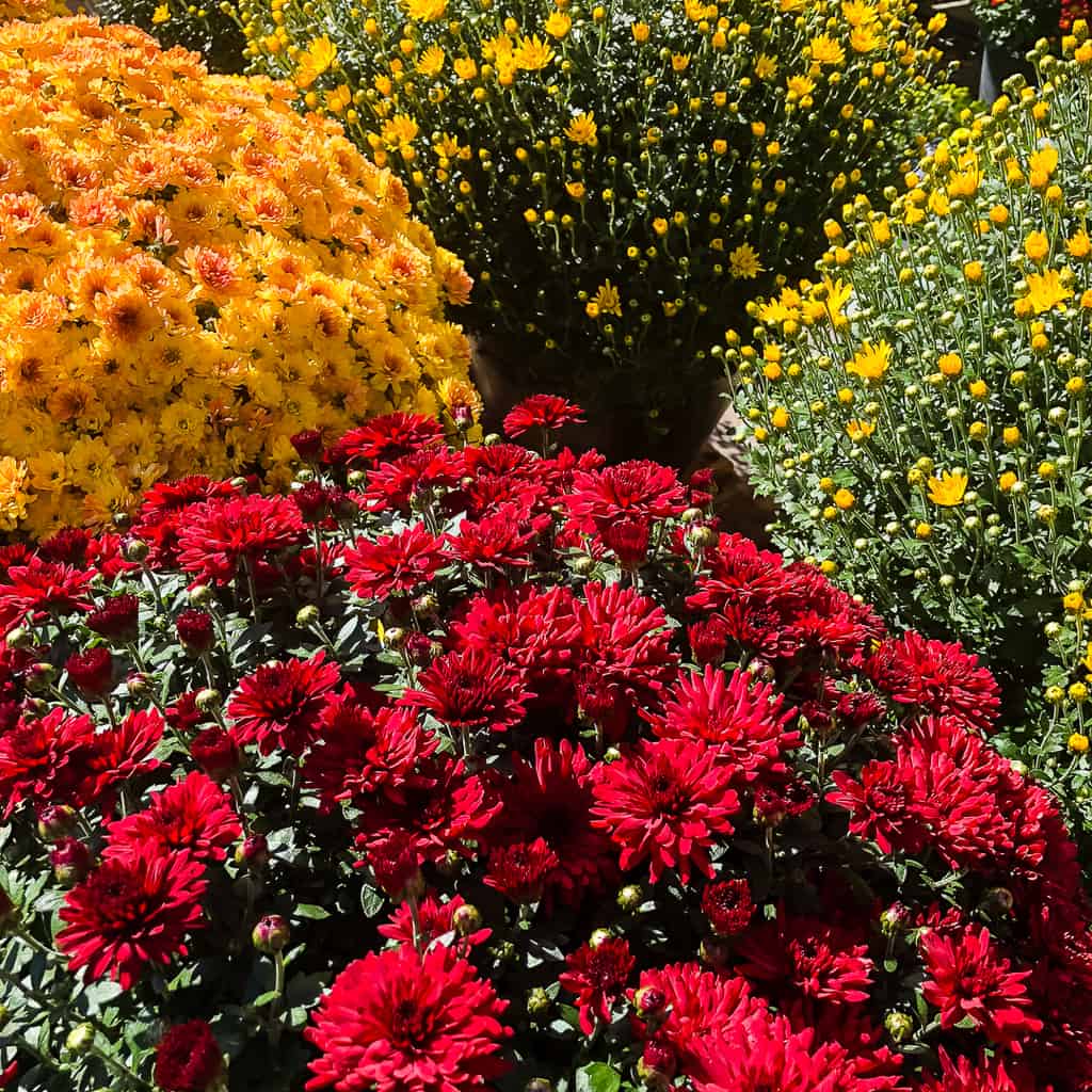 fall mums - both open and closed buds