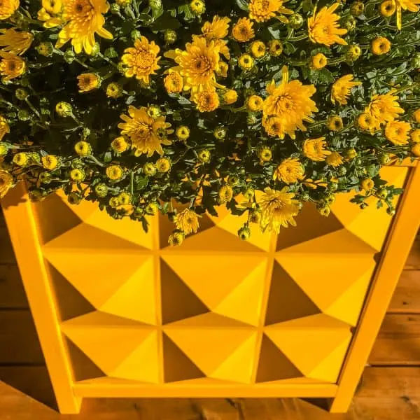 yellow fall mums in yellow modern planter