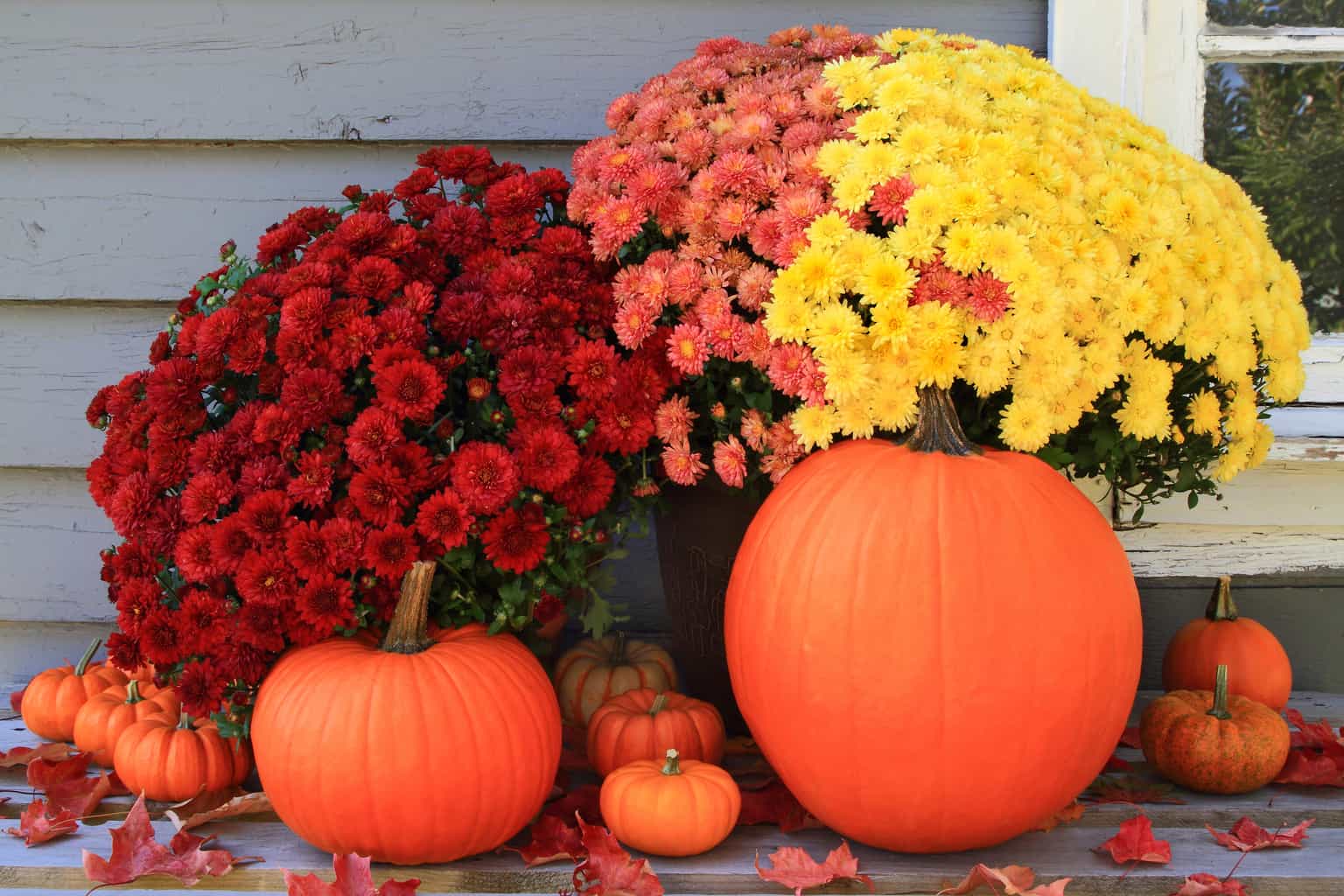 red, orange and yellow fall mums with pumpkins