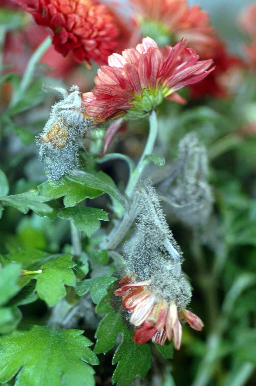 mildew on fall mums