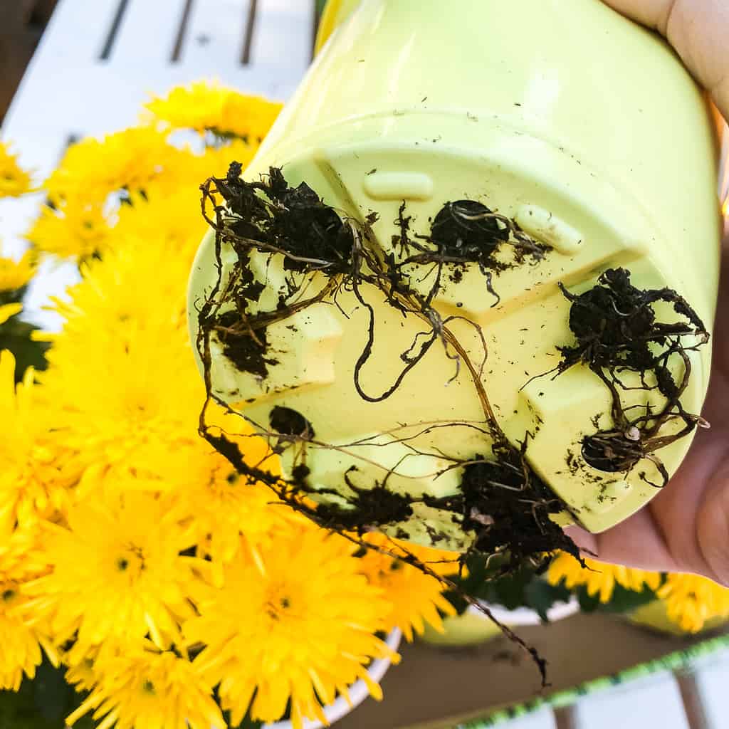 rootbound fall mums in pot