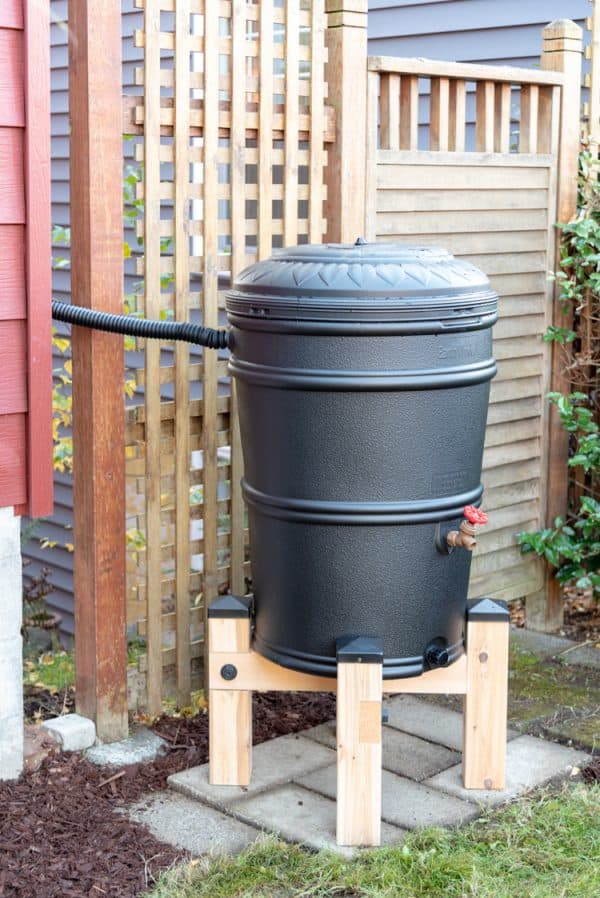 black rain barrel on DIY rain barrel stand