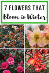 7 Flowers that Bloom in Winter collage