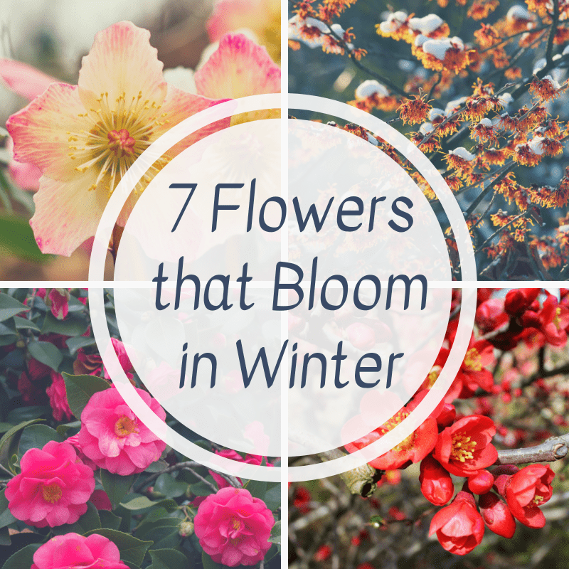 collage of 7 flowers that bloom in winter