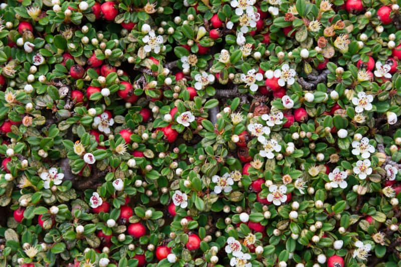 flowers that bloom in winter - Cotoneaster