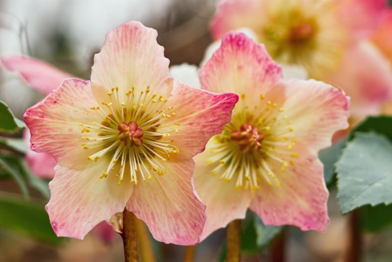 flowers that bloom in winter - hellebore