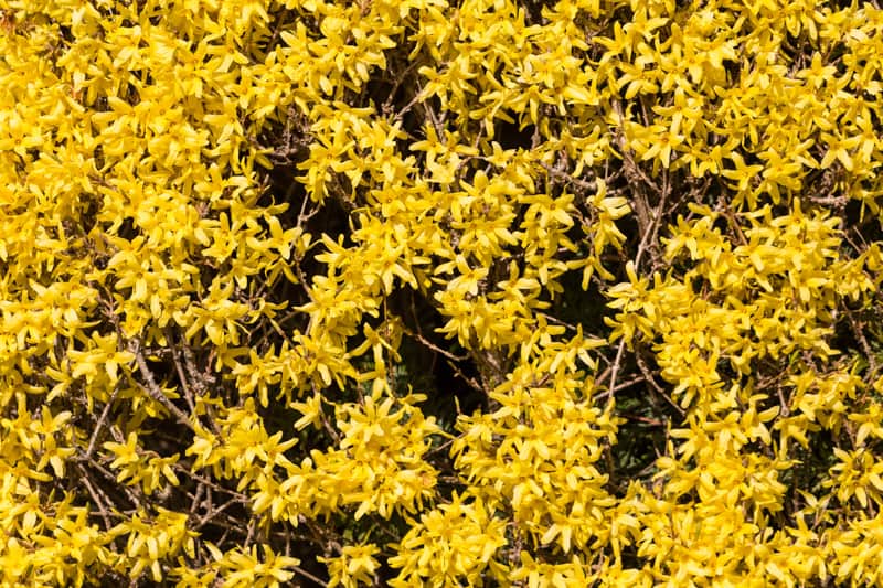 Winter Jasmine is a beautiful flower that blooms in winter