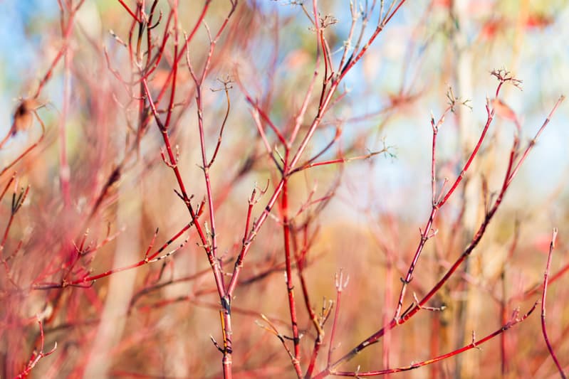 flowers that bloom in winter - red twig dogwood