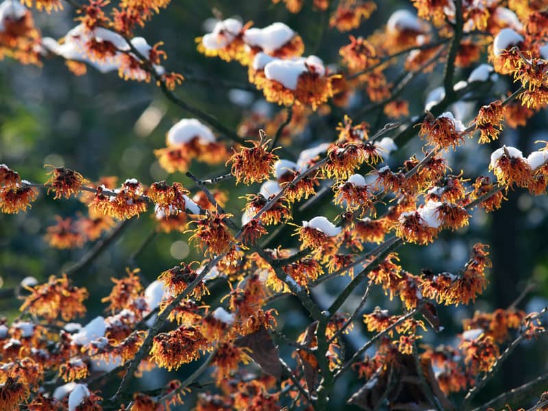 flowers that bloom in winter - witch hazel