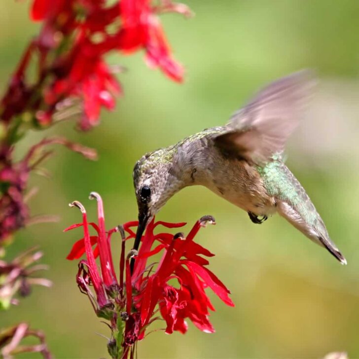hummingbird drinking nectar from red flower