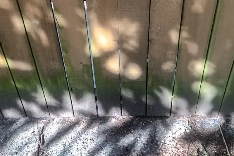 mildewed fence