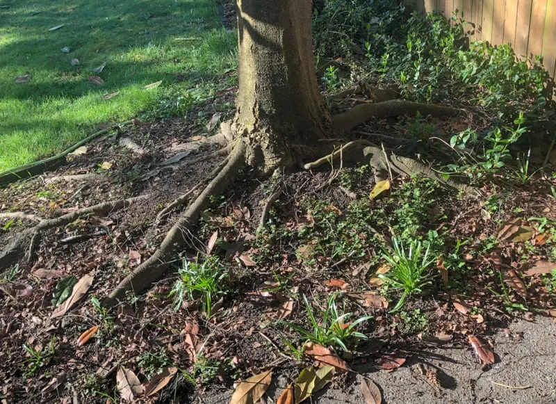 exposed tree roots from soil erosion