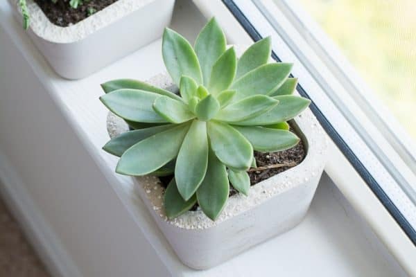 20 Easy DIY Concrete Planter Ideas - The Handyman's Daughter