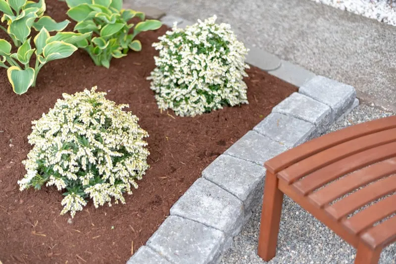 Pieris Prelude shrubs along edge of flower bed