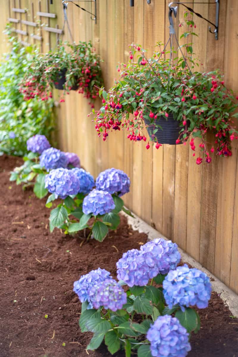 hanging planter baskets and hydrangeas with clematis trellis in background