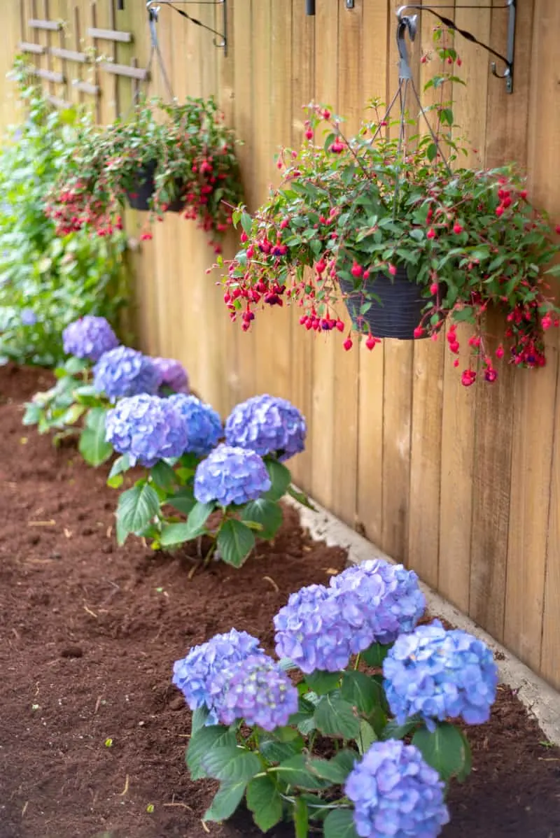 hanging planter baskets and hydrangeas with clematis trellis in background