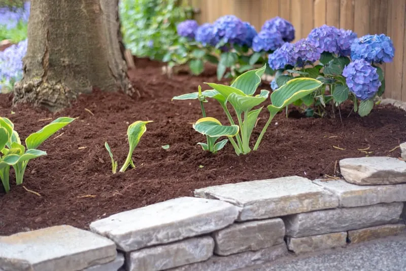 dry stack retaining wall for flower bed with hydrangeas and hostas