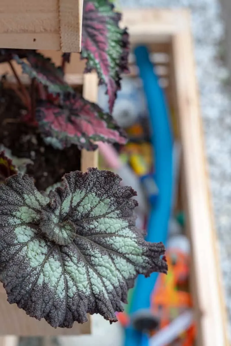 close up of coleus leaf with toys in box in background