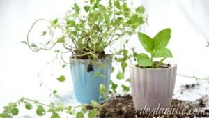 20 Easy DIY Concrete Planter Ideas - The Handyman's Daughter