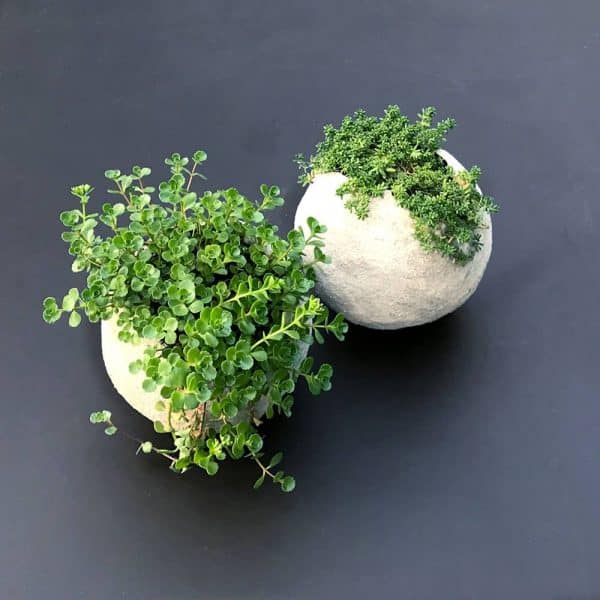 20 Easy DIY Concrete Planter Ideas - The Handyman's Daughter