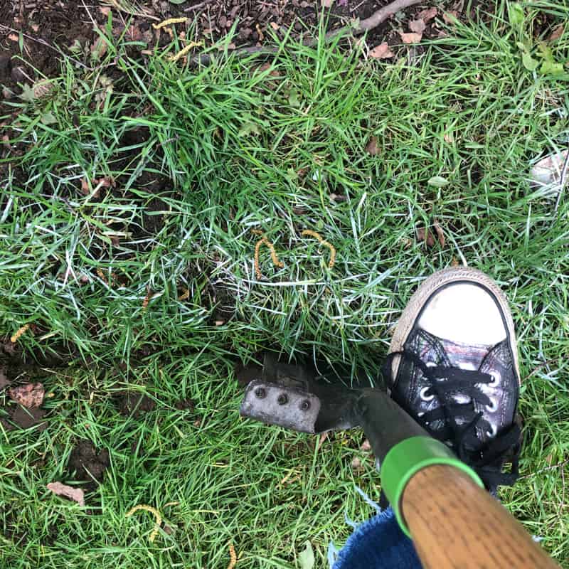 cutting grass with shovel for pea gravel patio