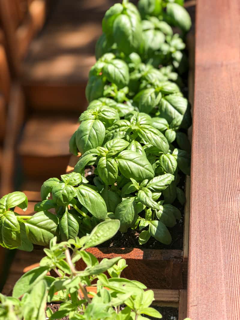 balcony railing planters filled with basil above stairs