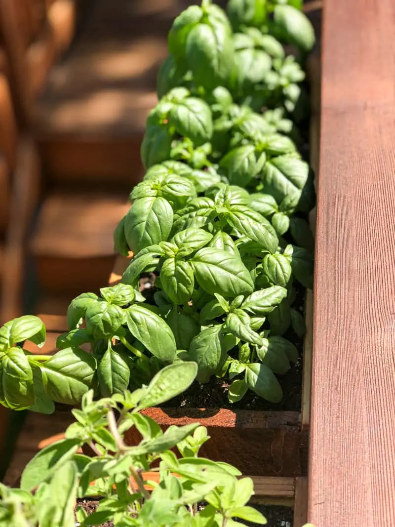 balcony railing planters filled with basil above stairs