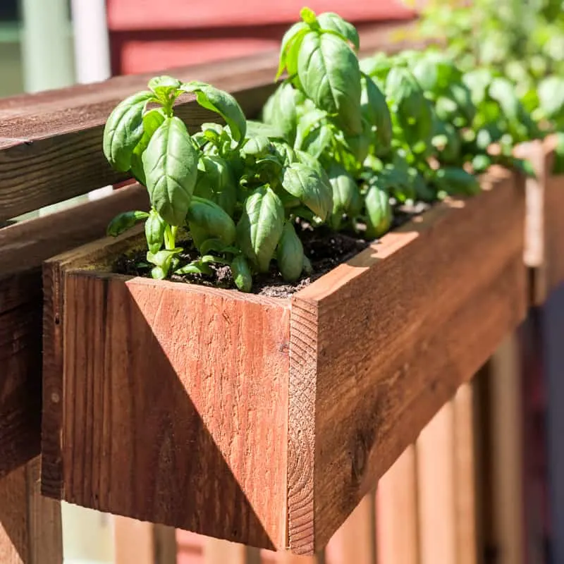 railing planter filled with basil on deck railing