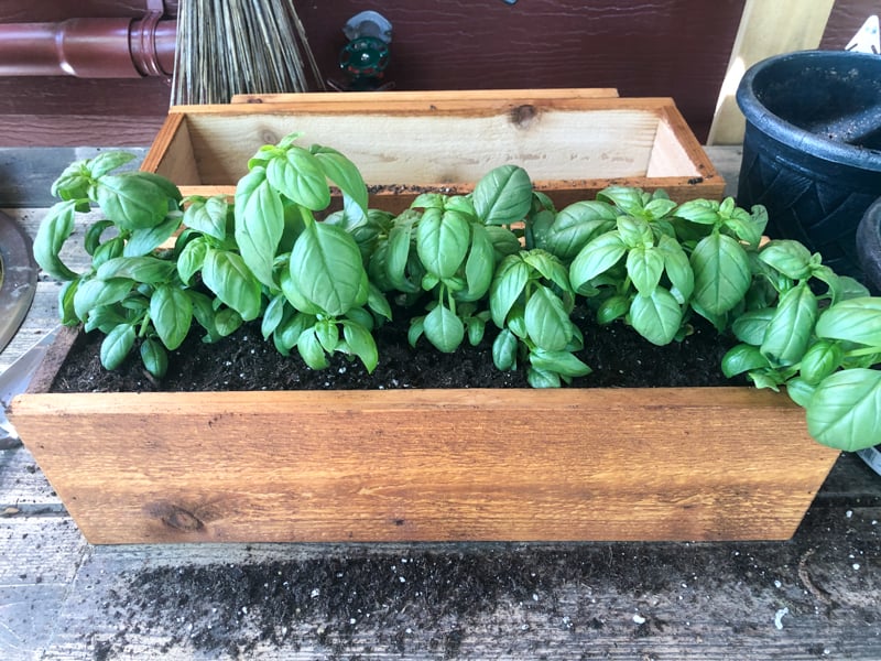 deck rail planter being filled with soil and basil