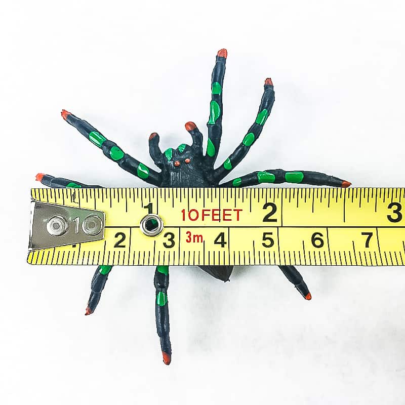 measuring the diameter of the plastic spider with a tape measure