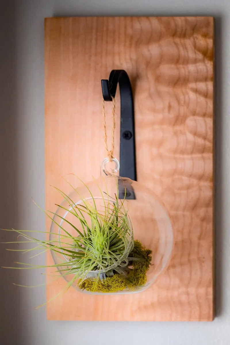 round air plant holder mounted on wall