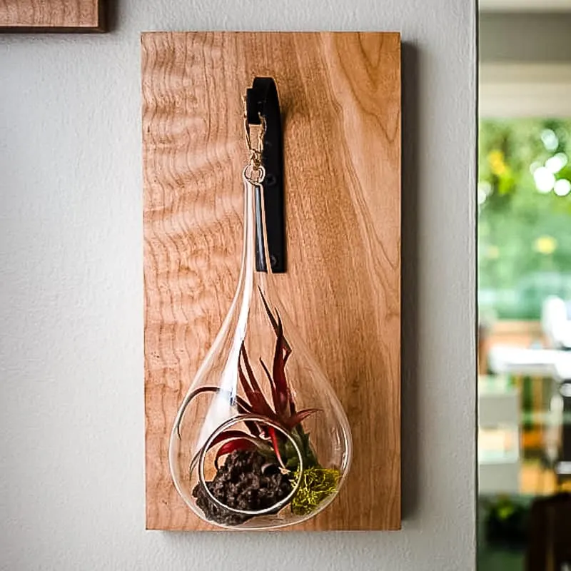 hanging air plant holder on wall