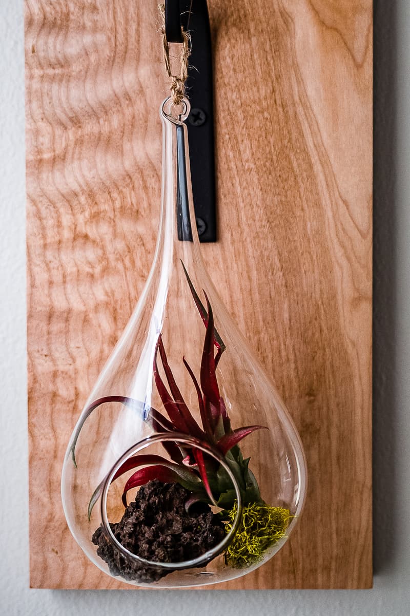 teardrop shaped terrarium air plant holder