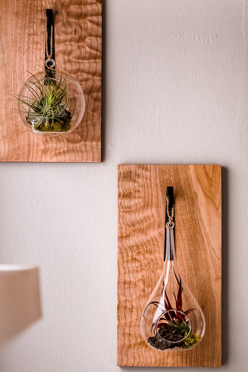 air plant holders on figured maple boards hanging on wall