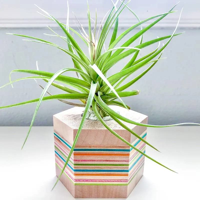 DIY air plant stand made from recycled skateboards